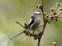Aegithalos caudatus 11, Staartmees, Saxifraga-Piet Munsterman