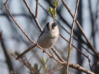 Aegithalos caudatus 17, Staartmees, Saxifraga-Henk Baptist