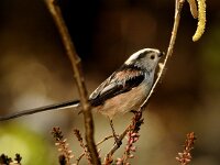 Aegithalos caudatus 19, Staartmees, Saxifraga-Piet Munsterman