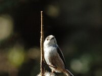 Aegithalos caudatus 6, Staartmees, Saxifraga-Piet Munsterman