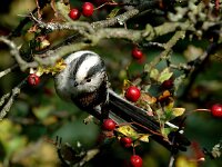 Aegithalos caudatus 8, Staartmees, Saxifraga-Piet Munsterman