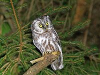 Aegolius funereus 10, Ruigpootuil, Saxifraga-Mark Zekhuis