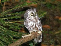 Aegolius funereus 13, Ruigpootuil, Saxifraga-Mark Zekhuis