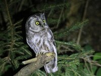 Aegolius funereus 9, Ruigpootuil, Saxifraga-Mark Zekhuis