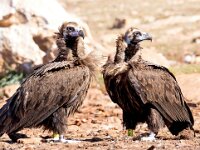 Aegypius monachus 19, Monniksgier, Saxifraga-Bart Vastenhouw