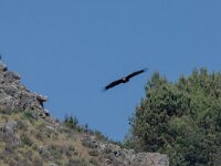 Aegypius monachus 35, Monniksgier, adult, Saxifraga-Theo Verstrael