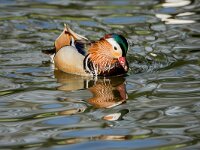 Aix galericulata 11, Mandarijneend, adult male, Saxifraga-Theo Verstrael