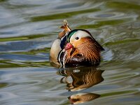 Aix galericulata 13, Mandarijneend, adult male, Saxifraga-Theo Verstrael