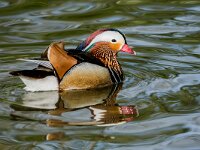 Aix galericulata 14, Mandarijneend, adult male, Saxifraga-Theo Verstrael