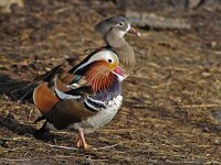 Aix galericulata 2, Mandarijneend, Saxifraga-Ab H Baas