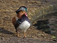 Aix galericulata 3, Mandarijneend, Saxifraga-Ab H Baas