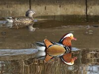 Aix galericulata 4, Mandarijneend, Saxifraga-Henk Baptist