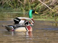 Aix sponsa 12, Carolina-eend, Saxifraga-Tom Heijnen