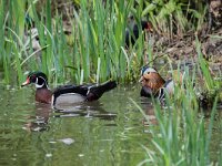 Aix sponsa 16, Carolina-eend, adult male, Saxifraga-Theo Verstrael