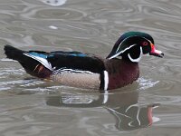 Aix sponsa 2, Carolina-eend, Saxifraga-Bart Vastenhouw