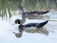 Aix sponsa 4, Carolina-eend, Saxifraga-Luuk Vermeer