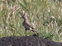 Alauda arvensis 12, Veldleeuwerik, Saxifraga-Henk Baptist
