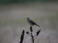 Alauda arvensis 16, Veldleeuwerik, Saxifraga-Luuk Vermeer