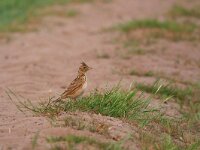 Alauda arvensis 35, Veldleeuwerik, Saxifraga-Tom Heijnen