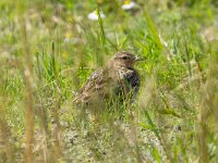 Alauda arvensis 36, Veldleeuwerik, Saxifraga-Bart Heijne : 2024, Alauda arvensis, Breskens, Waterdunen, Zeeland, juli, vakantie, veldleeuwerik, vogel, zomer