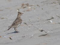 Alauda arvensis 43, Veldleeuwerik, Saxifraga-Mark Zekhuis