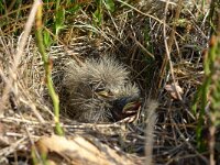 Alauda arvensis 8, Veldleeuwerik, Saxifraga-Mark Zekhuis