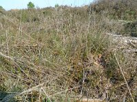 Alauda arvensis 9, Veldleeuwerik, Saxifraga-Mark Zekhuis