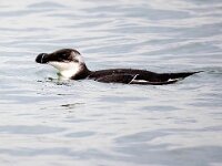 Alca torda 7, Alk, Saxifraga-Bart Vastenhouw
