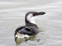 Alca torda 29, Alk, Saxifraga-Bart Vastenhouw