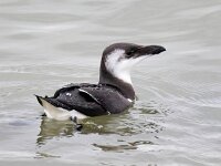 Alca torda 30, Alk, Saxifraga-Bart Vastenhouw