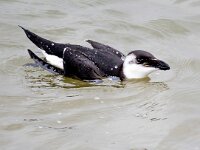 Alca torda 32, Alk, Saxifraga-Bart Vastenhouw