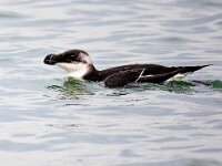 Alca torda 33, Alk, Saxifraga-Bart Vastenhouw