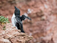 Alca torda 37, Alk, adult, breeding plumage, Saxifraga-Theo Verstrael