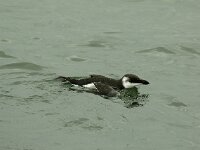 Alca torda 5, Alk, Saxifraga-Piet Munsterman