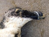 Alca torda 8, Alk, Saxifraga-Bart Vastenhouw