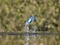 Alcedo atthis 173, IJsvogel, Saxifraga-Luuk Vermeer