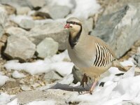 Alectoris chukar 2, Aziatische steenpatrijs, Saxifraga-Mark Zekhuis