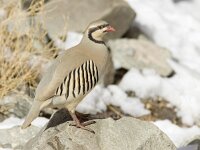 Alectoris chukar 3, Aziatische steenpatrijs, Saxifraga-Mark Zekhuis