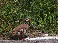 Alectoris chukar 4, Aziatische steenpatrijs, Saxifraga-Hans Dekker