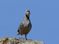 Alectoris chukar 5, Aziatische steenpatrijs, Saxifraga-Henk Baptist