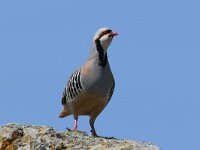 Alectoris chukar 6, Aziatische steenpatrijs, Saxifraga-Henk Baptist
