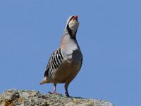 Alectoris chukar 7, Aziatische steenpatrijs, Saxifraga-Henk Baptist