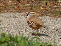Alectoris rufa 19, Rode patrijs, Saxifraga-Bart Heijne : 2024, Frankrijk, Nages, rode patrijs, september, vakantie, vogel, wandeling