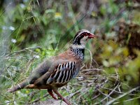 Alectoris rufa 20, Rode patrijs, adult, breeding plumage, Saxifraga-Theo Verstrael