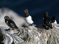 Alle alle 21, Kleine alk, Saxifraga-Bart Vastenhouw