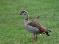 Alopochen aegyptiaca 10, Nijlgans, Saxifraga-Peter Meininger