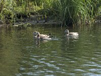 Alopochen aegyptiaca 20, Nijlgans, Saxifraga-Annemiek Bouwman