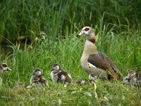 Alopochen aegyptiaca 34, Nijlgans, adult and juveniles, Saxifraga-Theo Verstrael