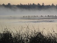 Alopochen aegyptiaca 7, Nijlgans, Saxifraga-Rob Felix : Animalia, Aves, Chordata, animal, bird, dier, dieren, gewervelde dieren, vertebraat, vertebrate, vogel, vogels