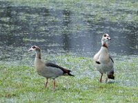 Alopochen aegyptiaca 8, Nijlgans, Saxifraga-Ab H Baas